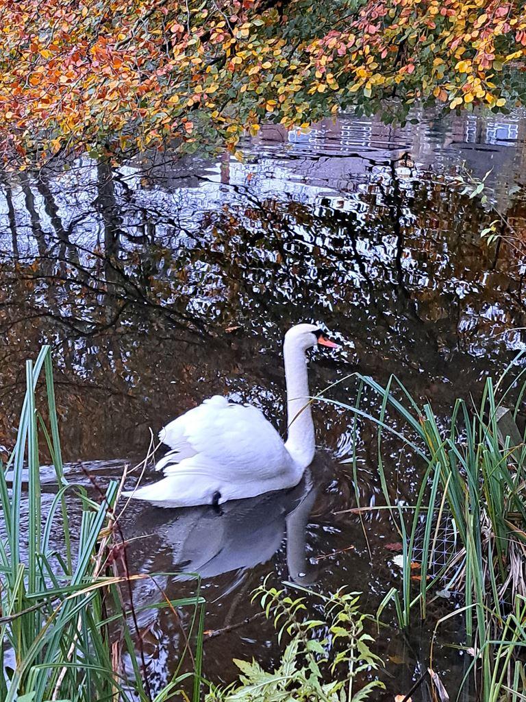 swan