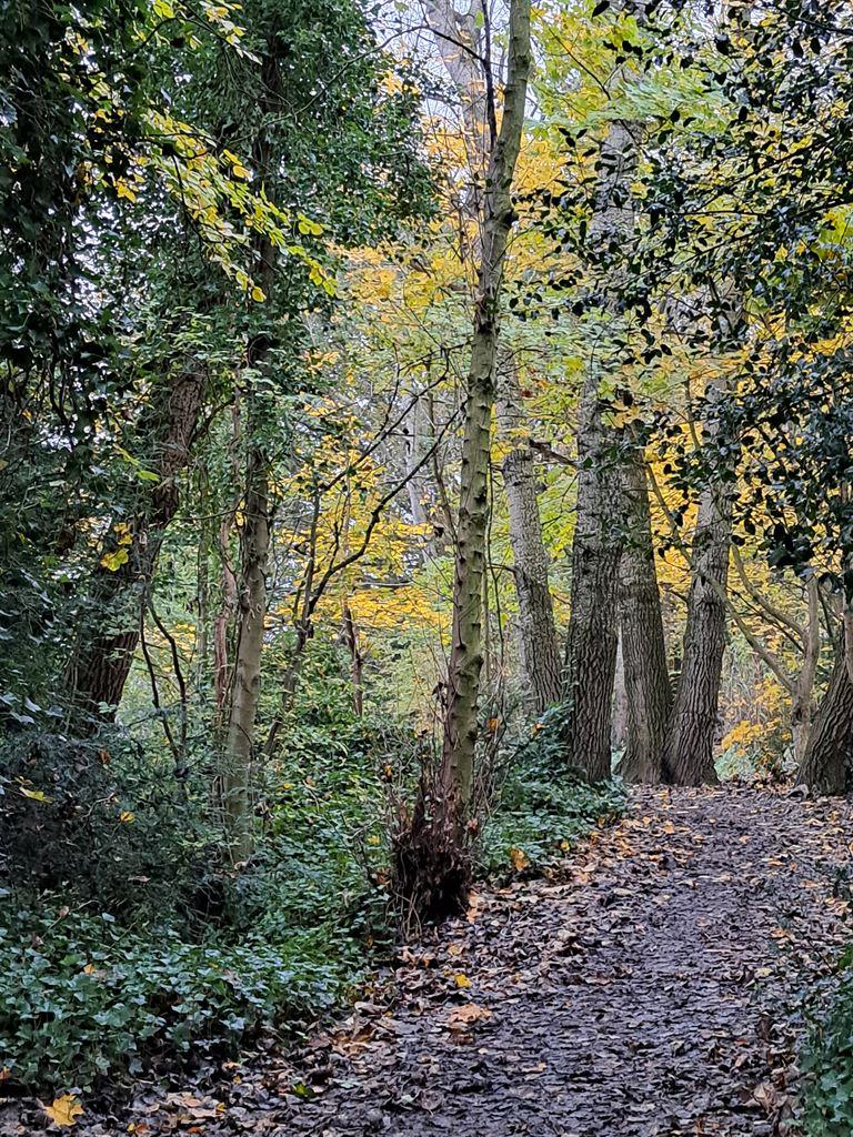 woodlandpath