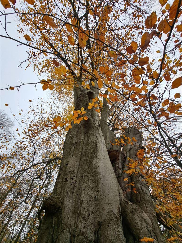 oldtree