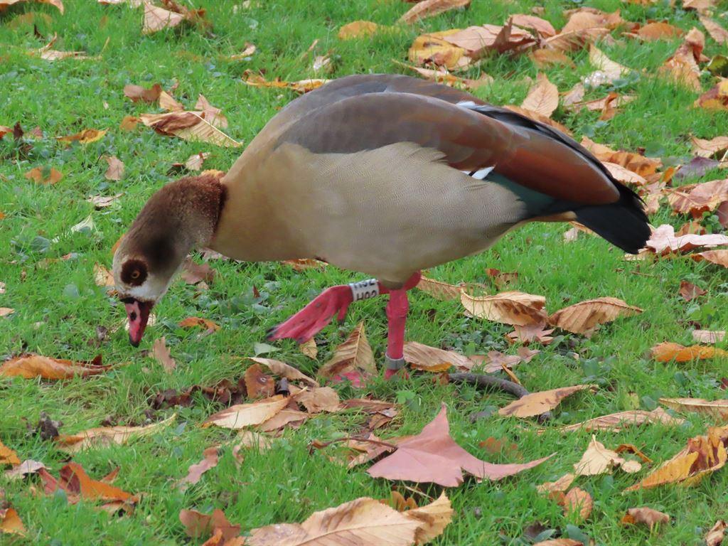 goose