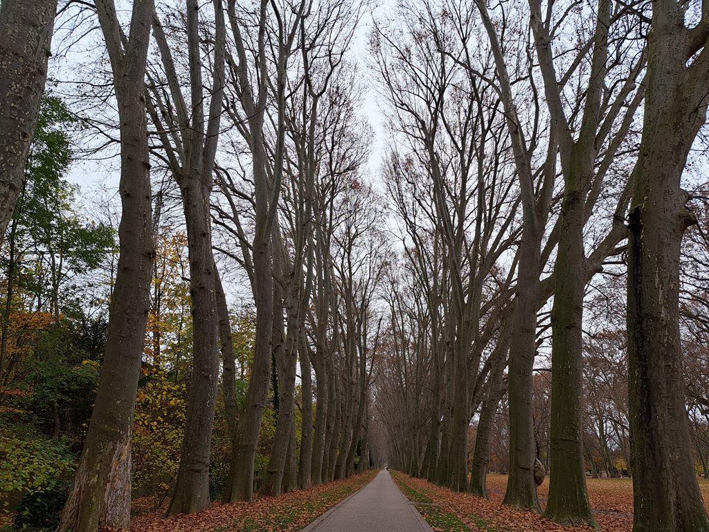 avenue