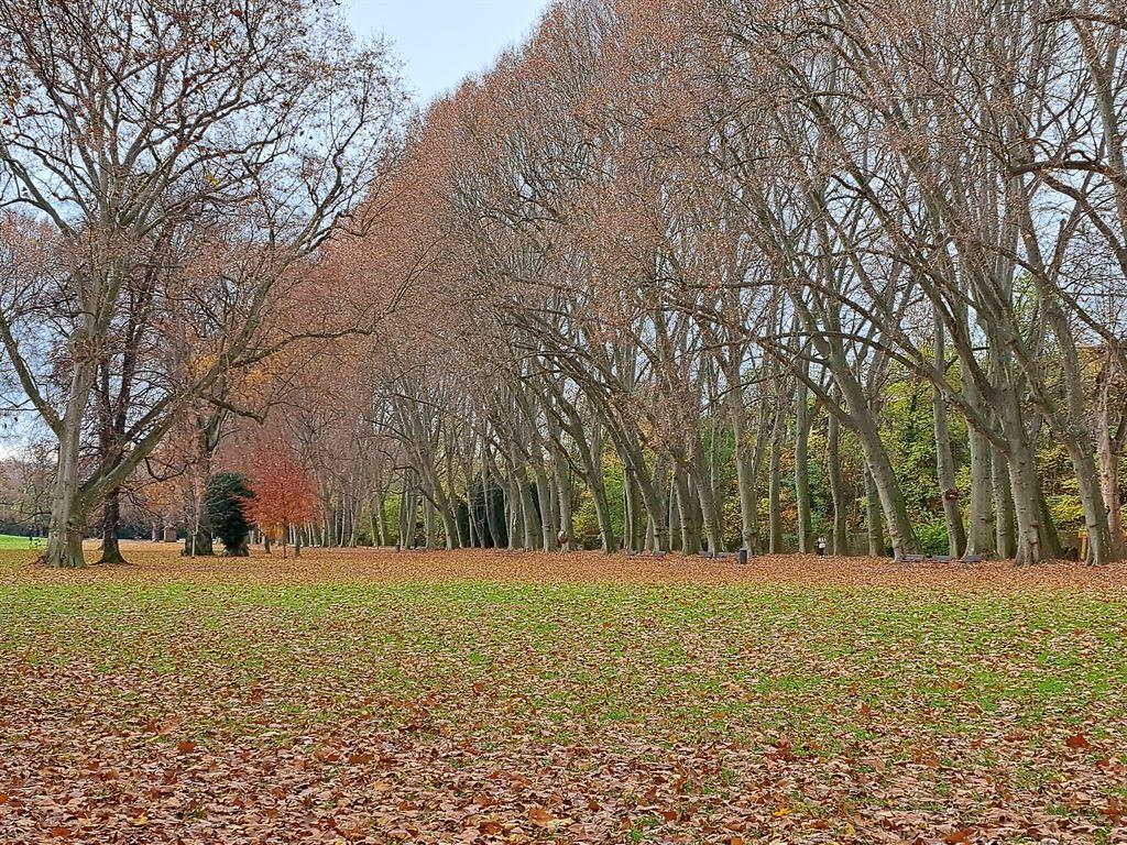 orangeleaves