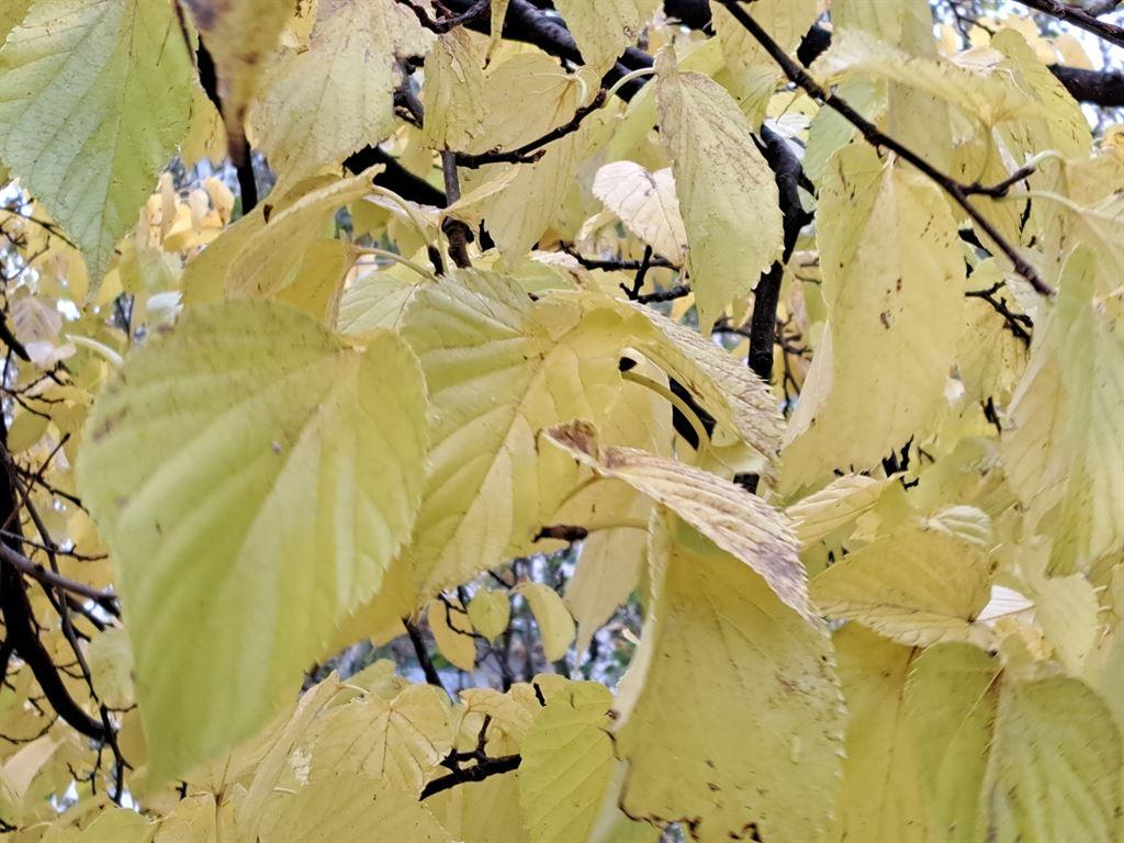 yellowleaves