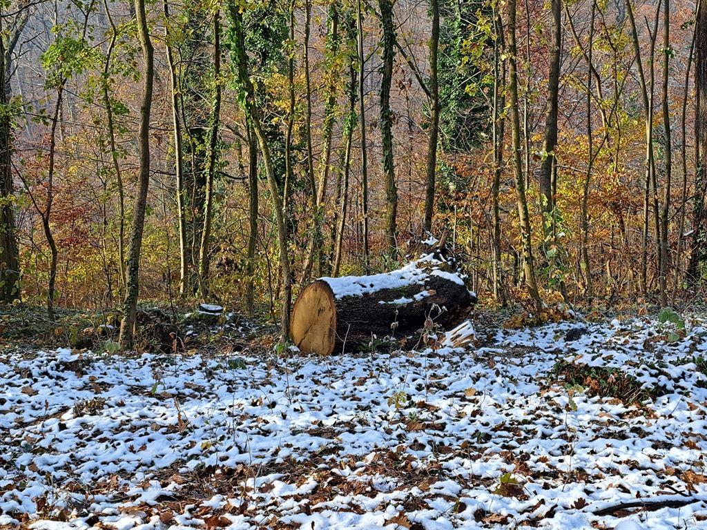 log