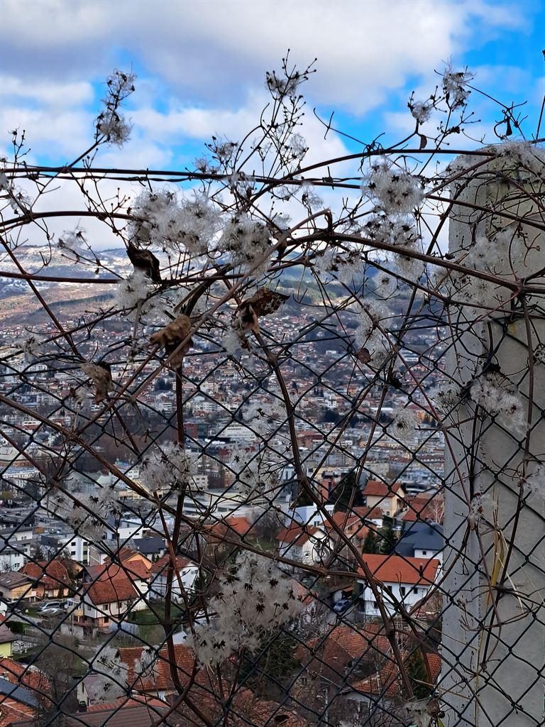 fence