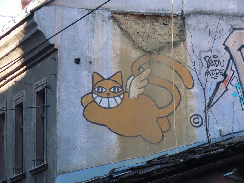 cat