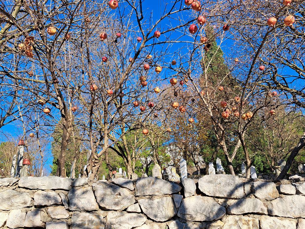 pomegranate&graves