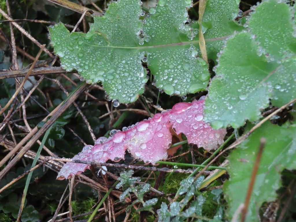 leave&rain