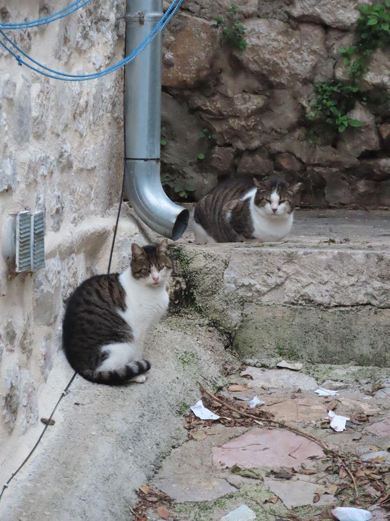cat3