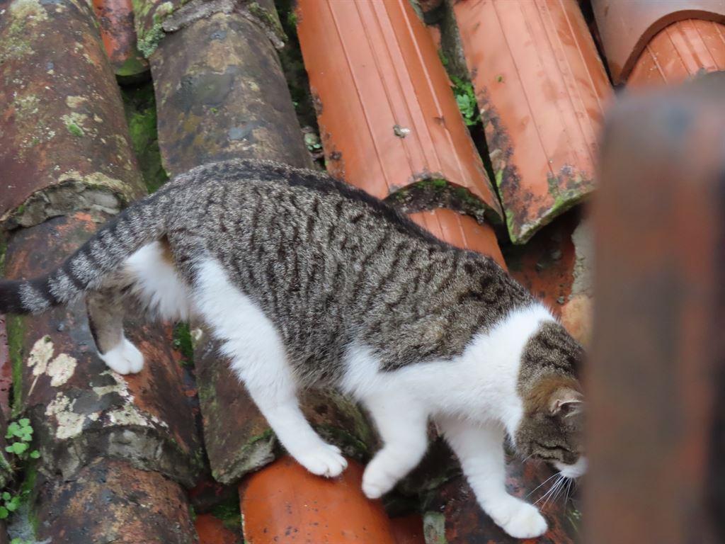 cat4