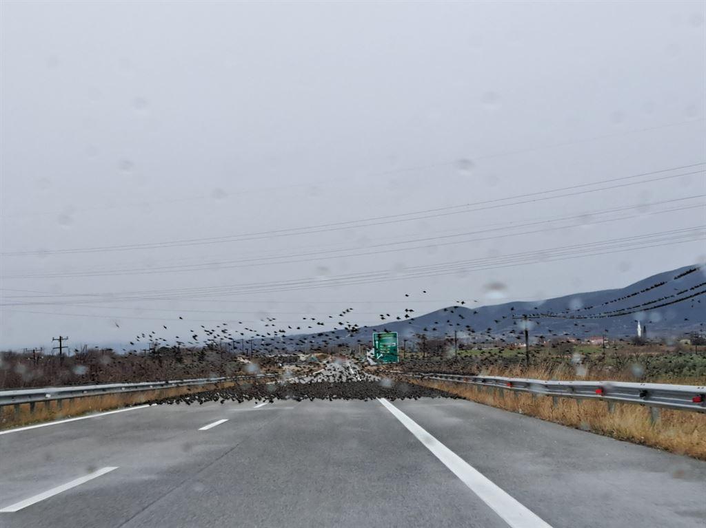 birds1