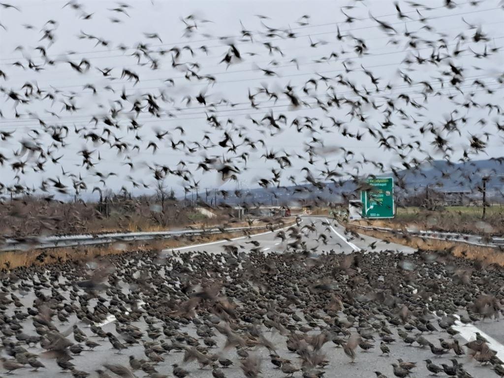 birds3