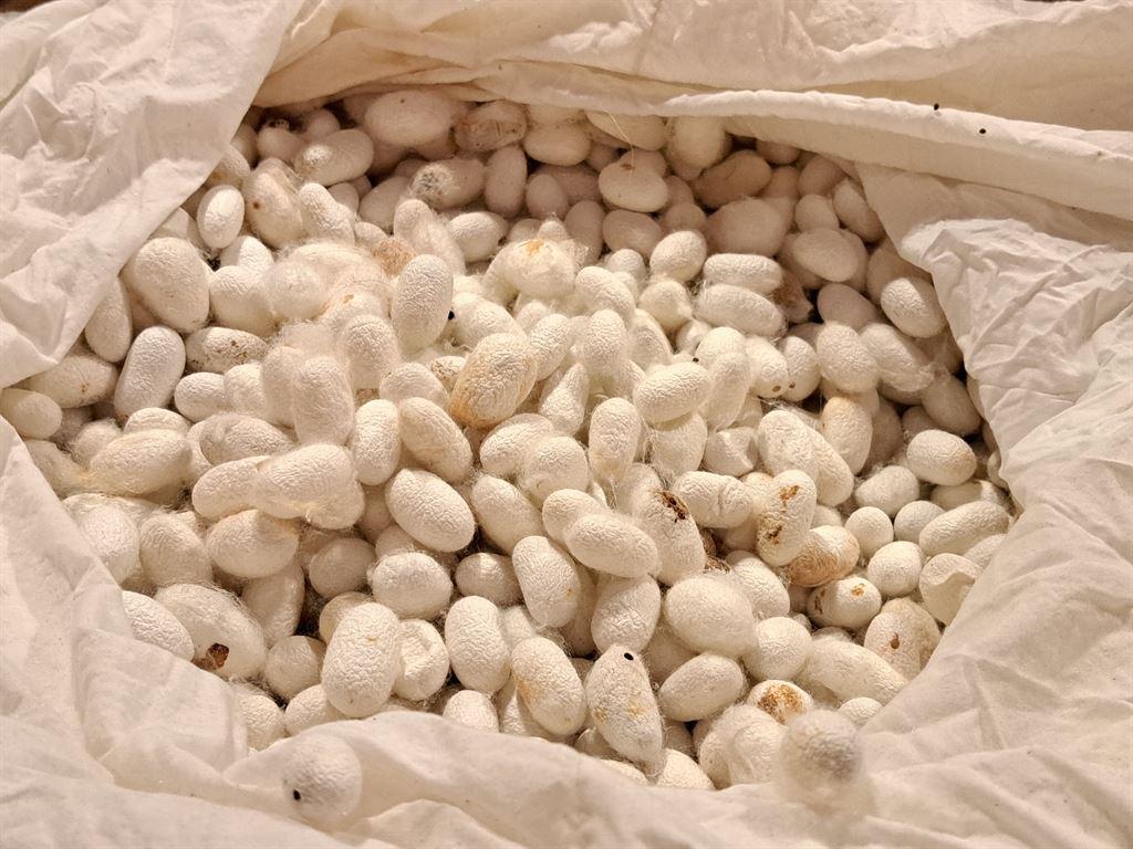 cocoons