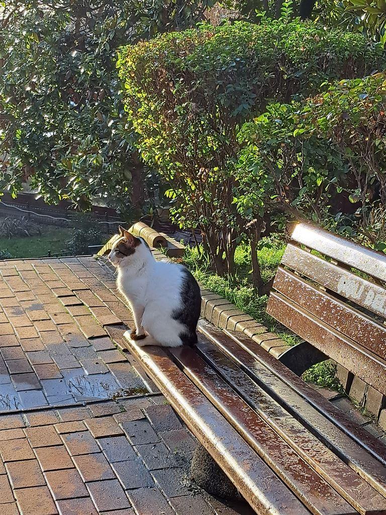 benchcat