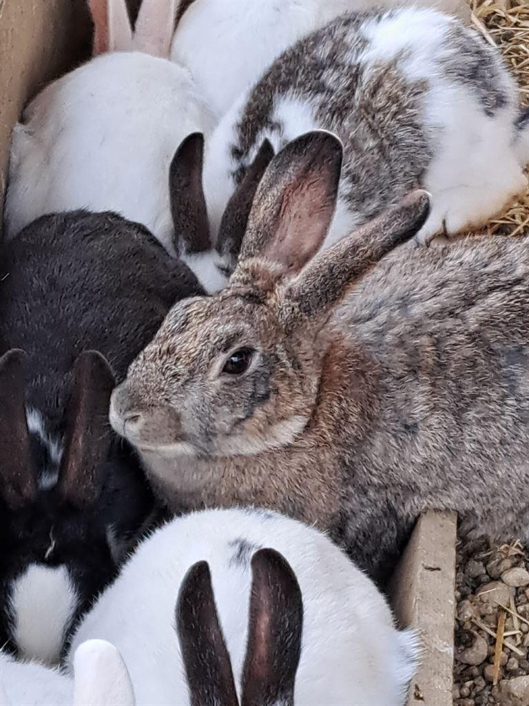 wabbit2