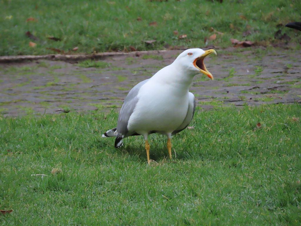 seagull