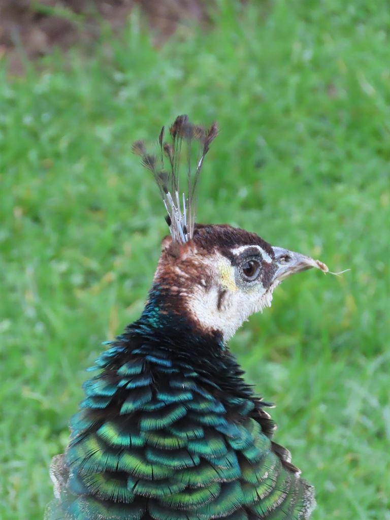 peacock1