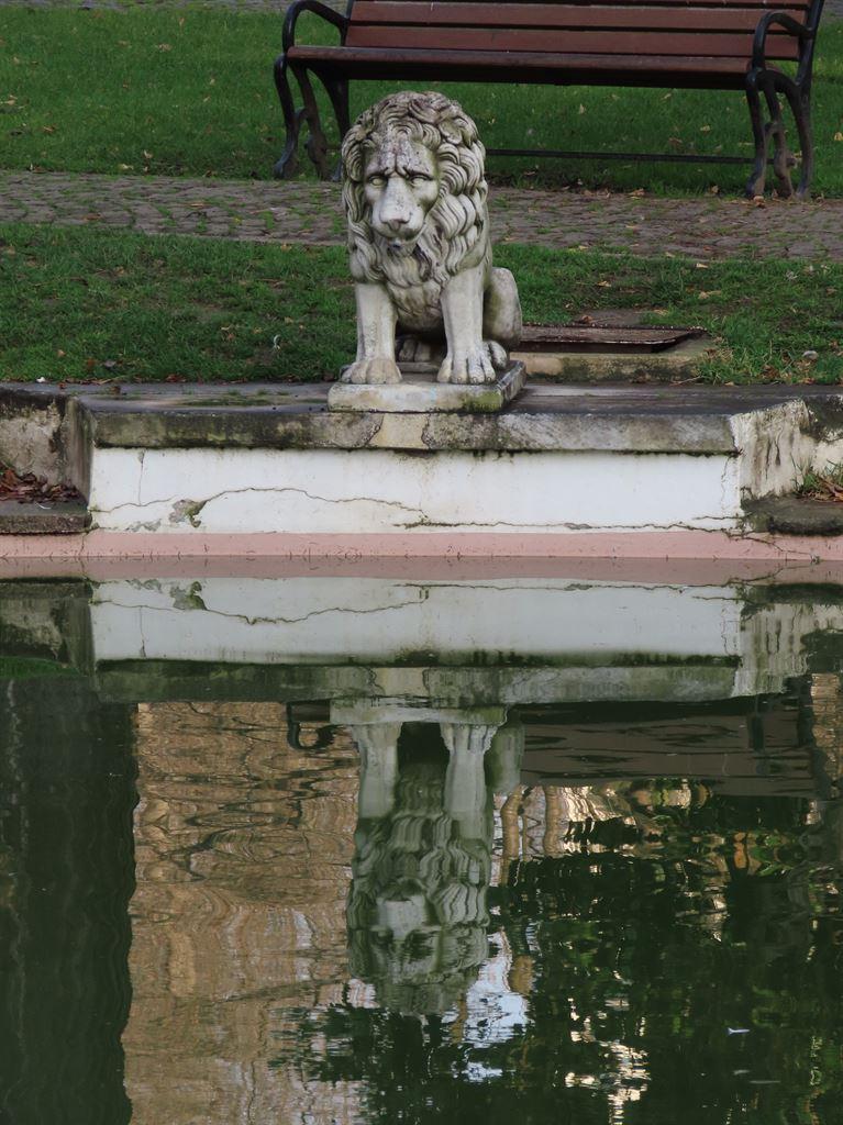 lion