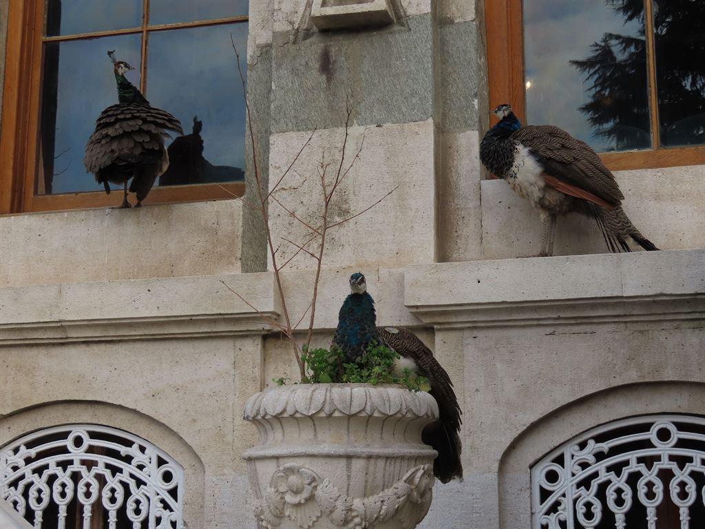 peacocks