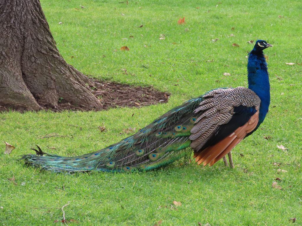 peacock2