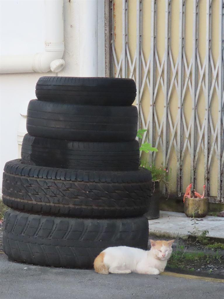 tyres&cat