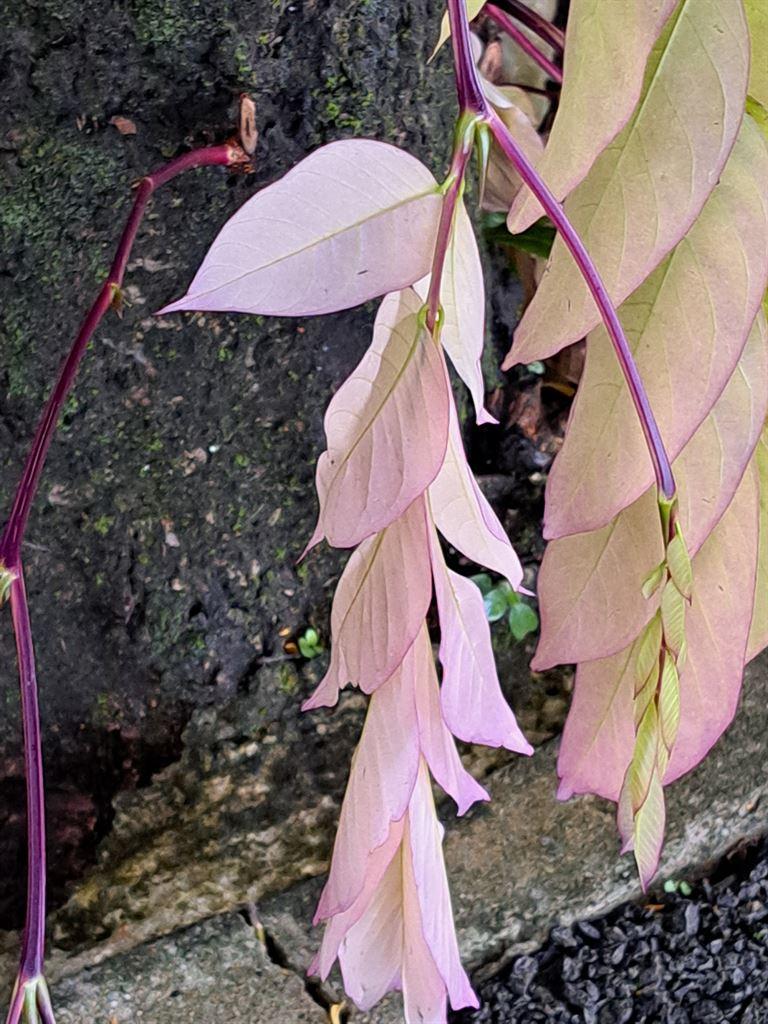 leaves