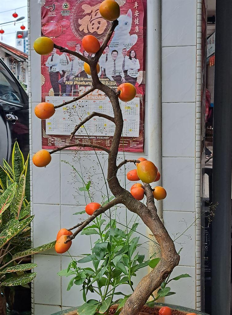 tomatotree