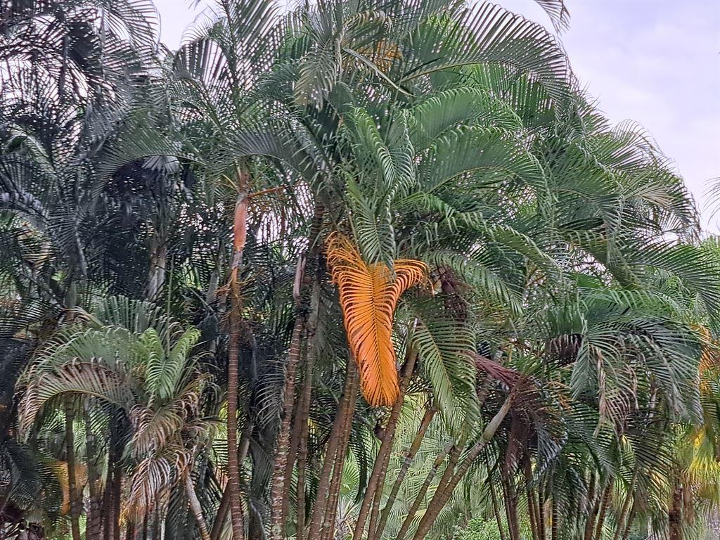 oddleafout