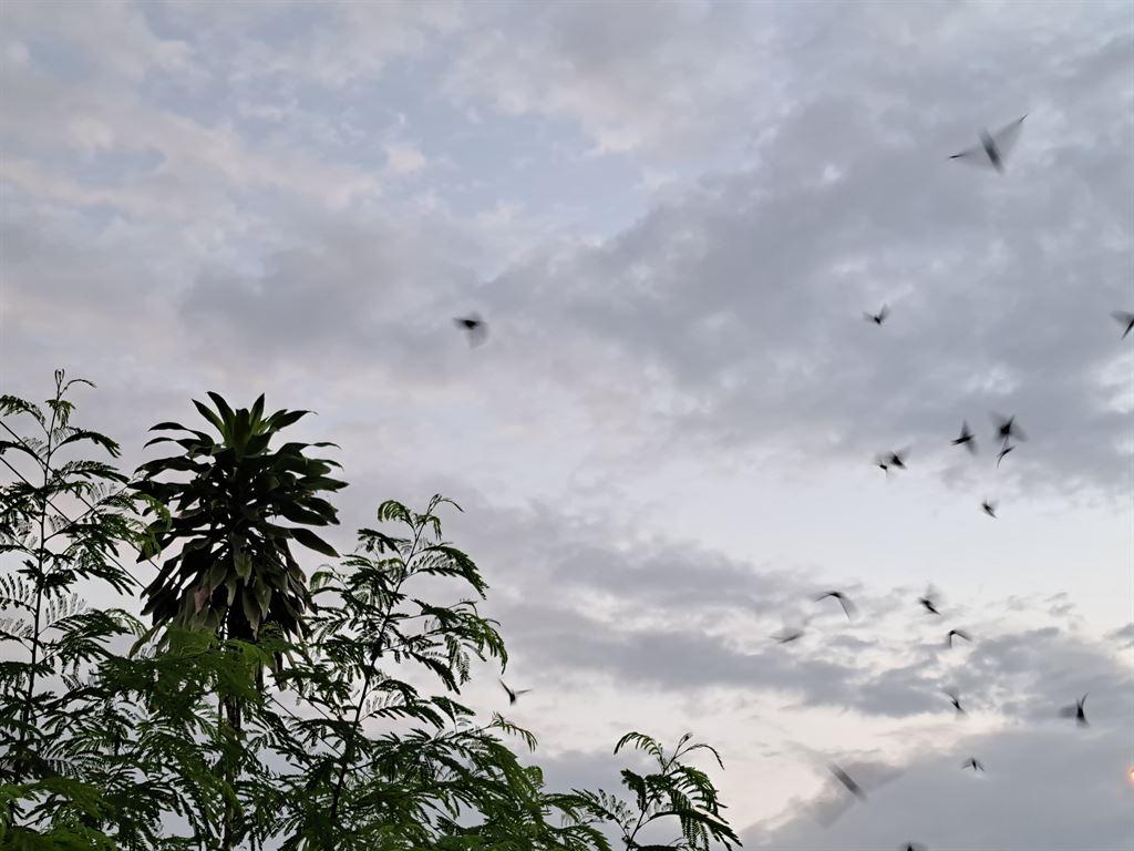 birds