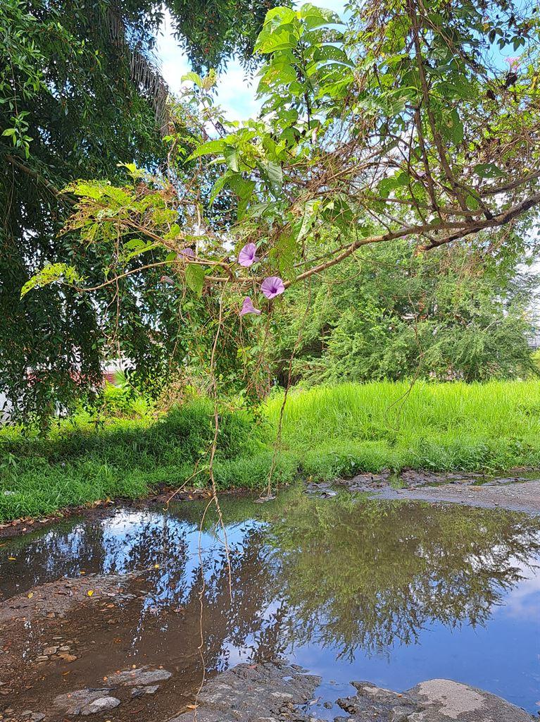 pond