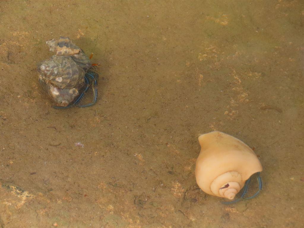 crabs