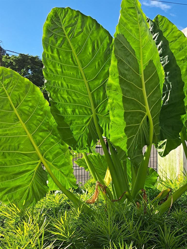 leaves