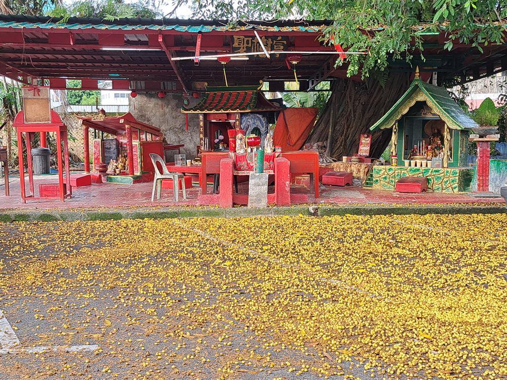 shrinetree