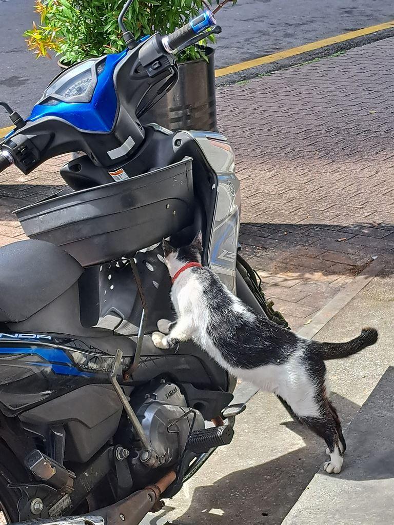 cat&bike