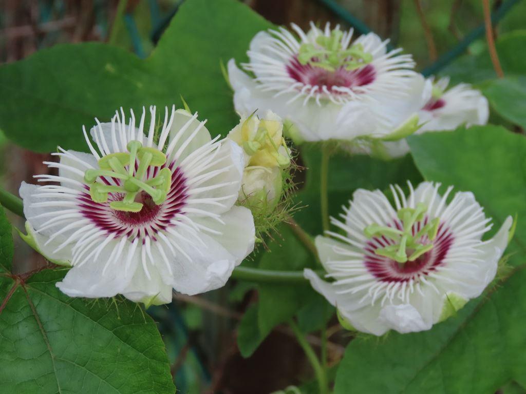 passionfruit