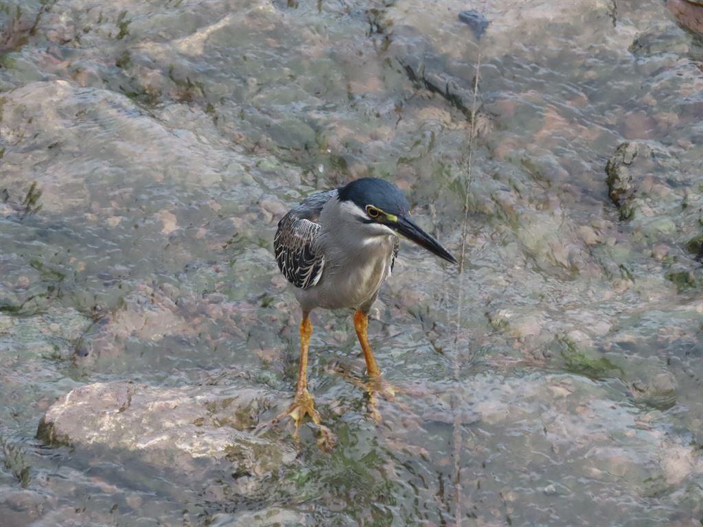 bird