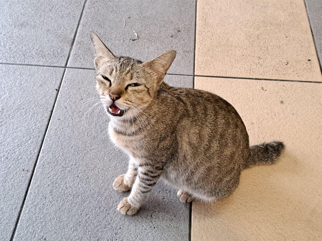 cat1