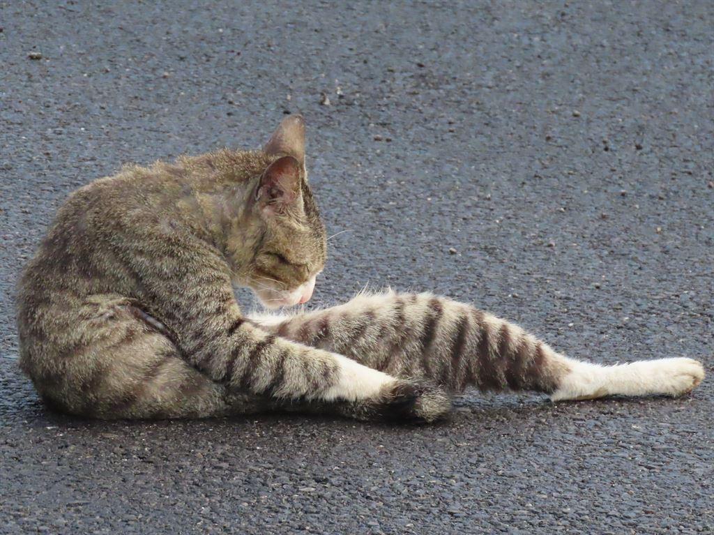 cat2