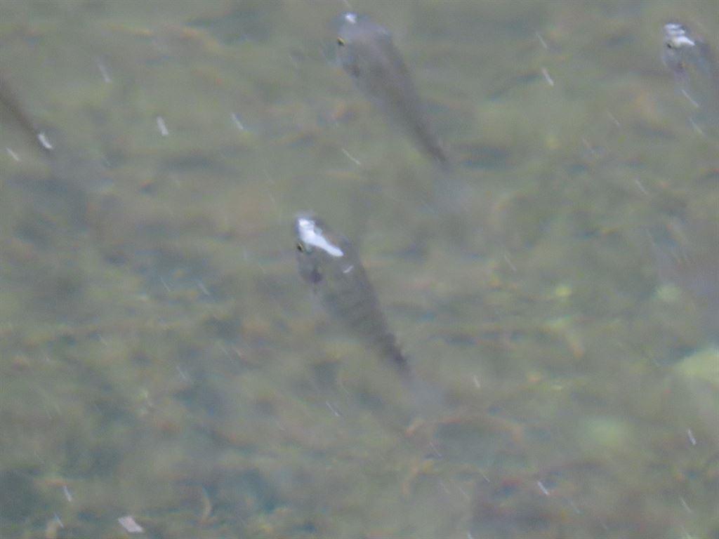 fish3