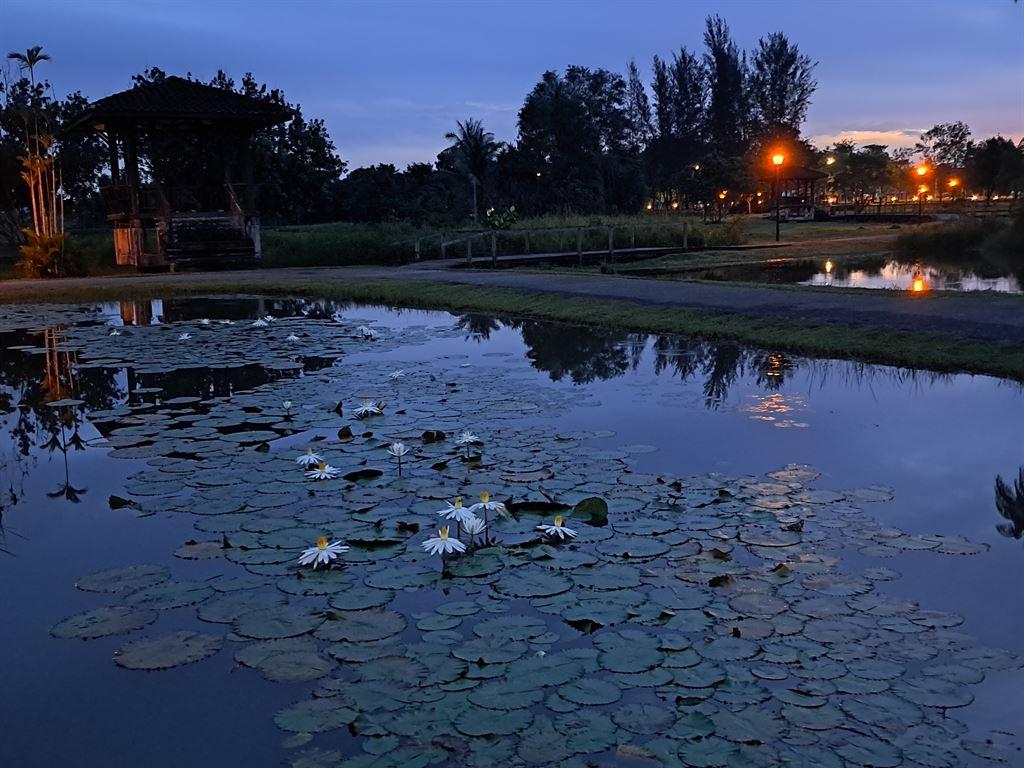 earlylilies