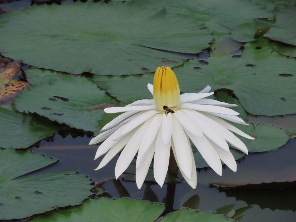 lily&bee