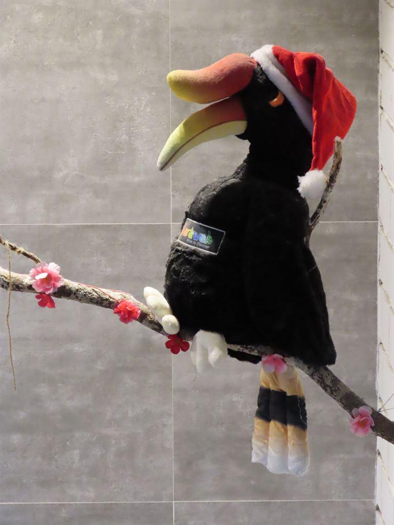 hornbill