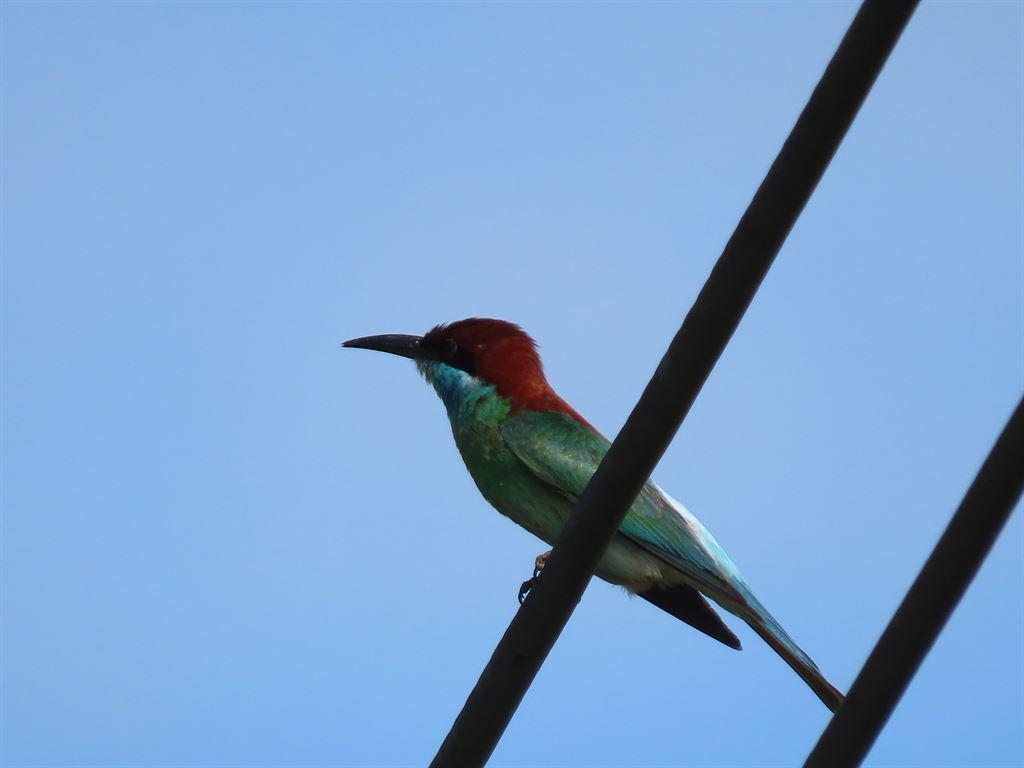bird