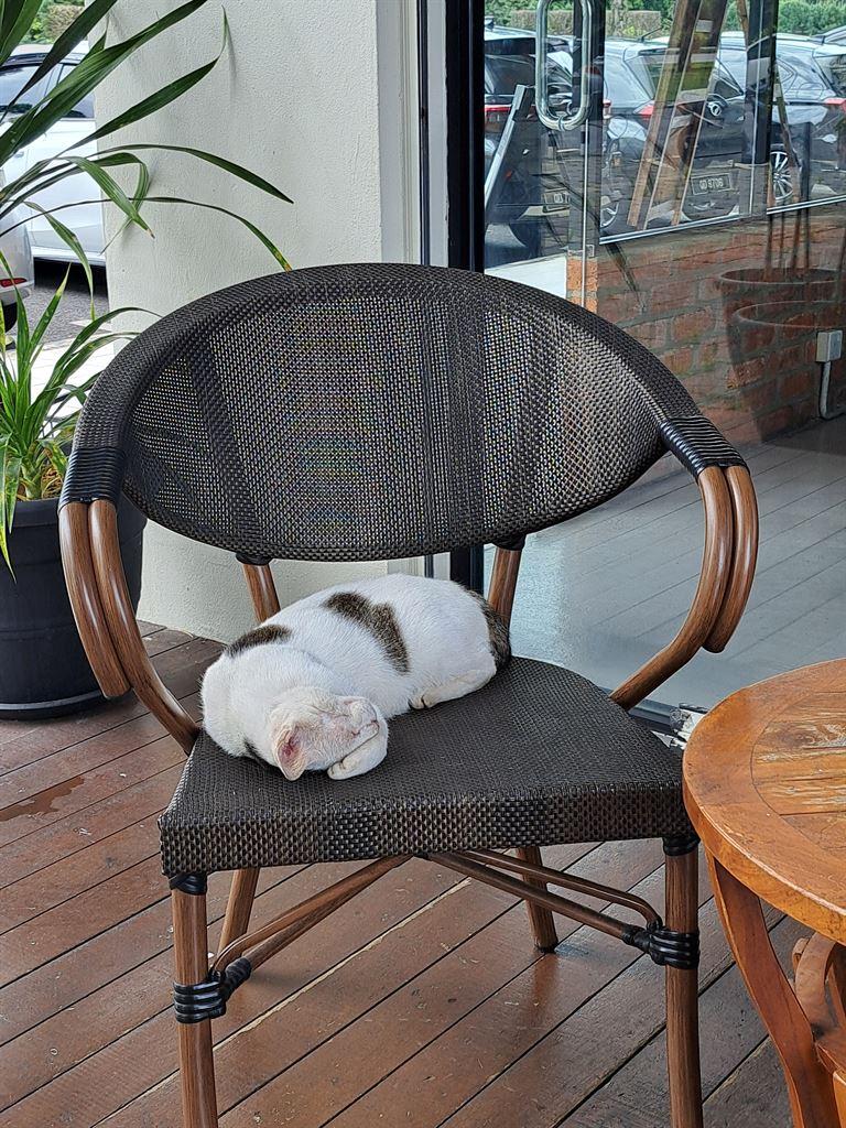 cat