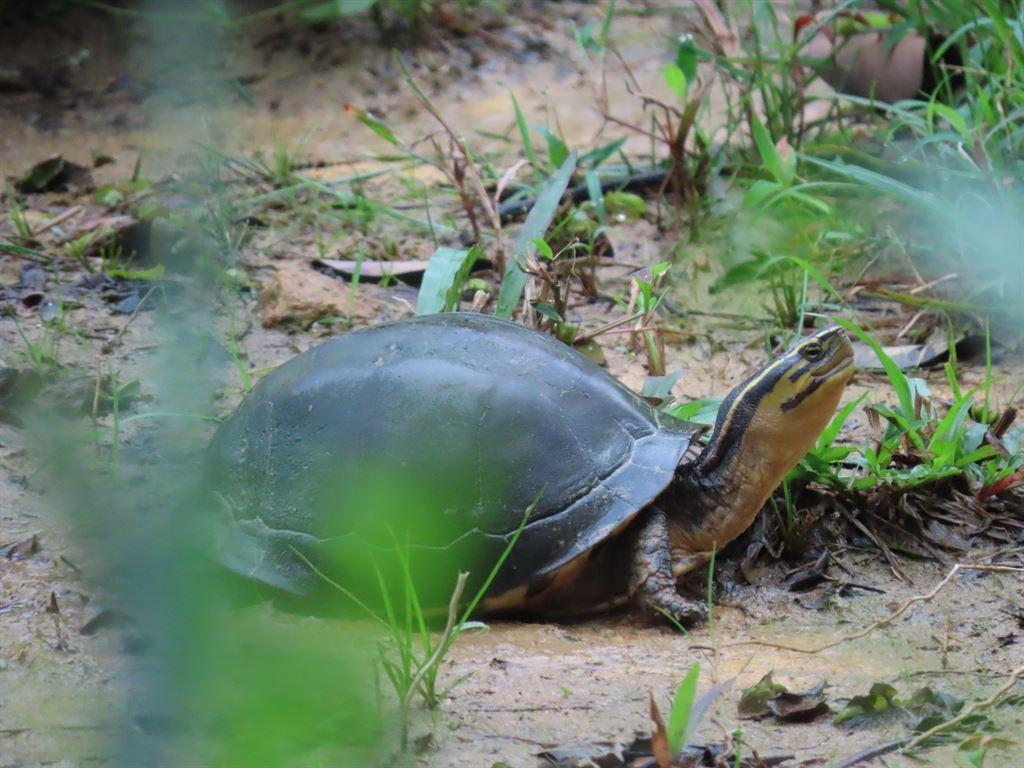 turtle