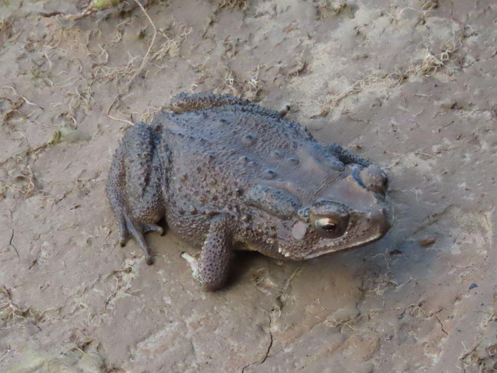 toad