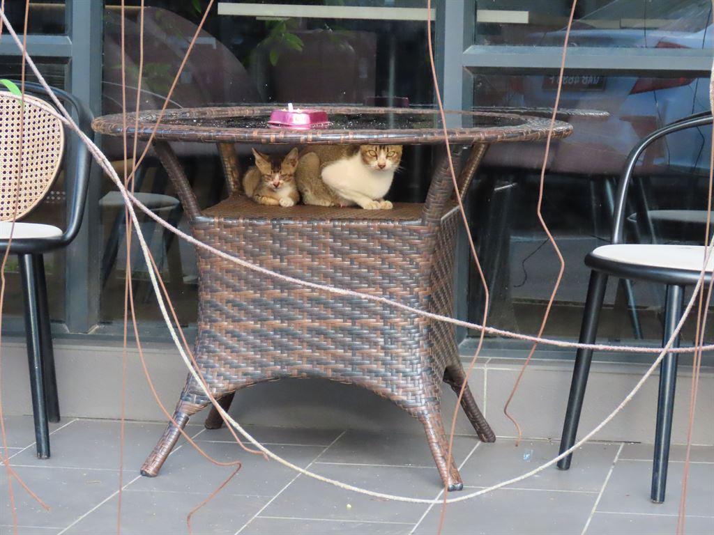 cats