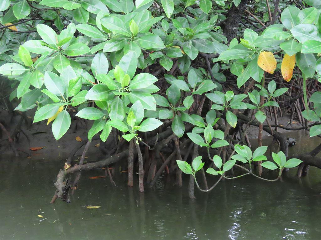salak3