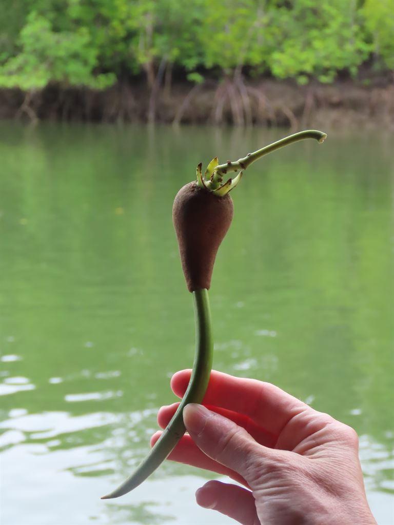 salak4