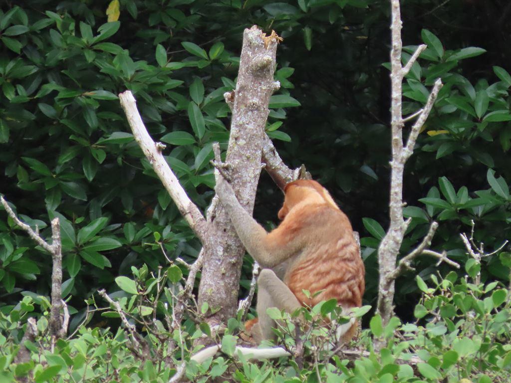 monkey1
